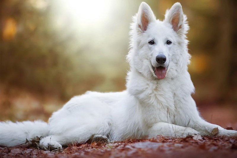 Белая швейцарская овчарка: фото все о породе бшо, вес, рост, характер, цена и разновидности собаки