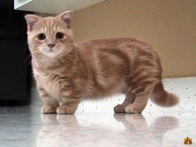Кошки с короткими лапами: порода манчкин – фото и цена, описание