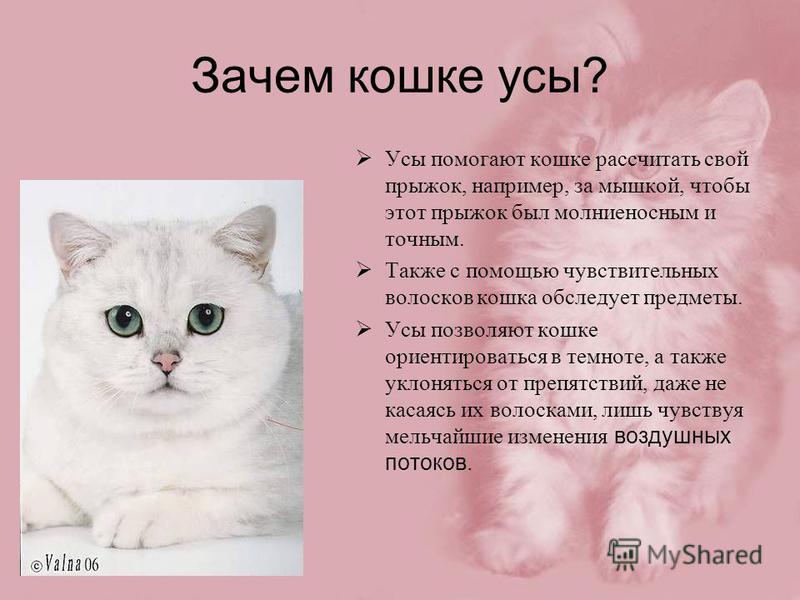 Какой факт свидетельствует о том что котенку. Для чего кошке усы. Почему у кота усы. Для чего коту нужны усы. Для чево нужен кашки усы.