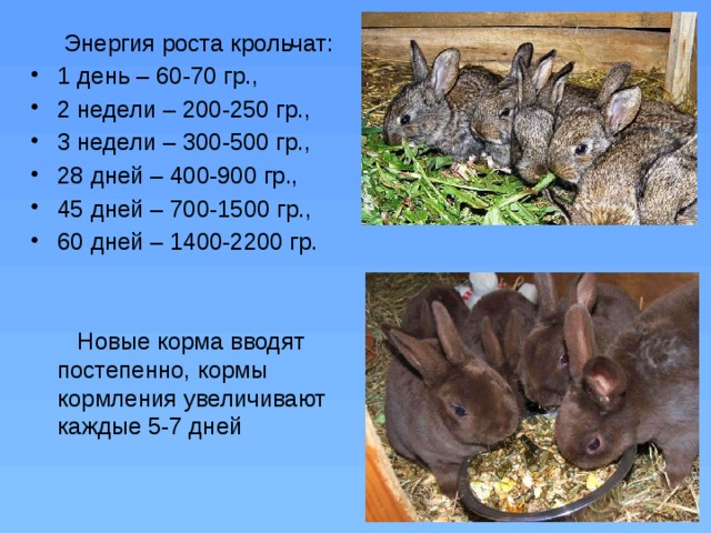 До каких размеров вырастают декоративные кролики / страницы сайта / декоративные кролики, домашние, карликовые