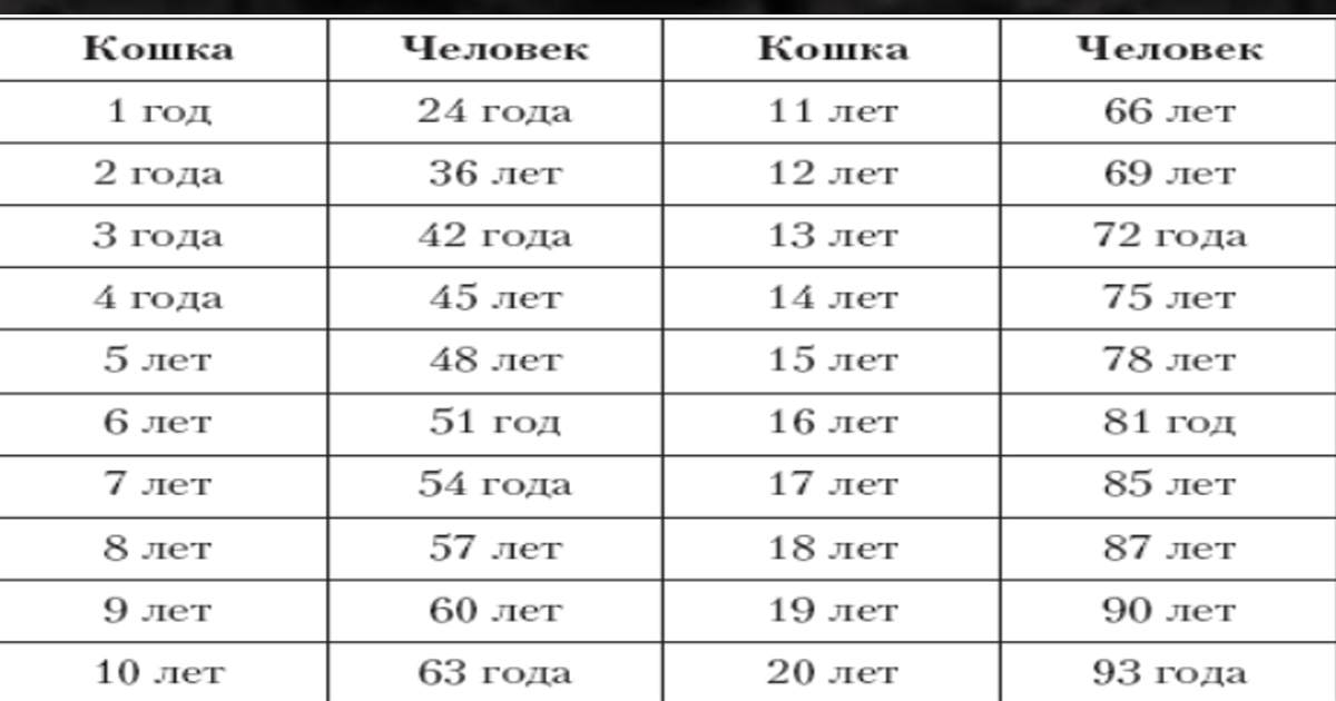 Кошачий возраст по человеческим меркам таблица фото на русском языке бесплатно