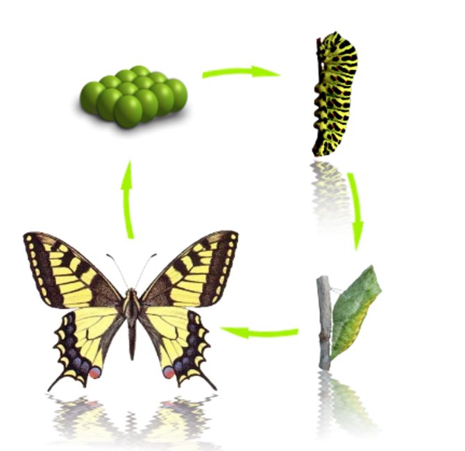 Как появляются бабочки: стадии развития