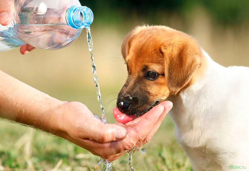 Собака пьет много воды и часто мочится: причина сильной жажды и усиленного мочеиспускания
