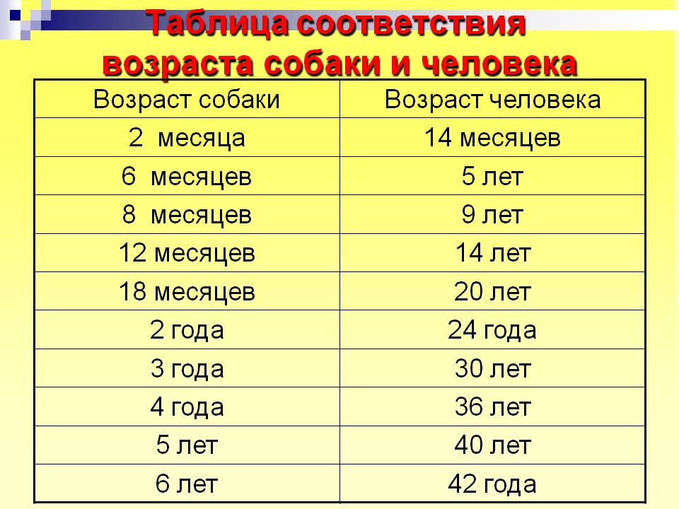 Считать возраст. Соотношение возраста собаки и человека. Сравнение возраста собаки и человека таблица. Таблица лет собак и человека. Возраст собаки в человеческих годах таблица.