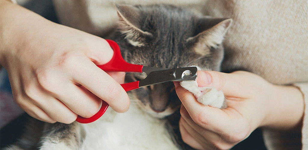 8 советов как подстричь когти кошке. как стричь когти коту видео