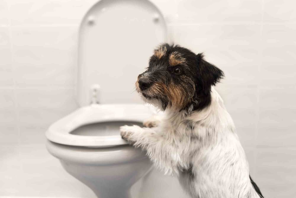 Лечение цистита у собак в домашних условиях