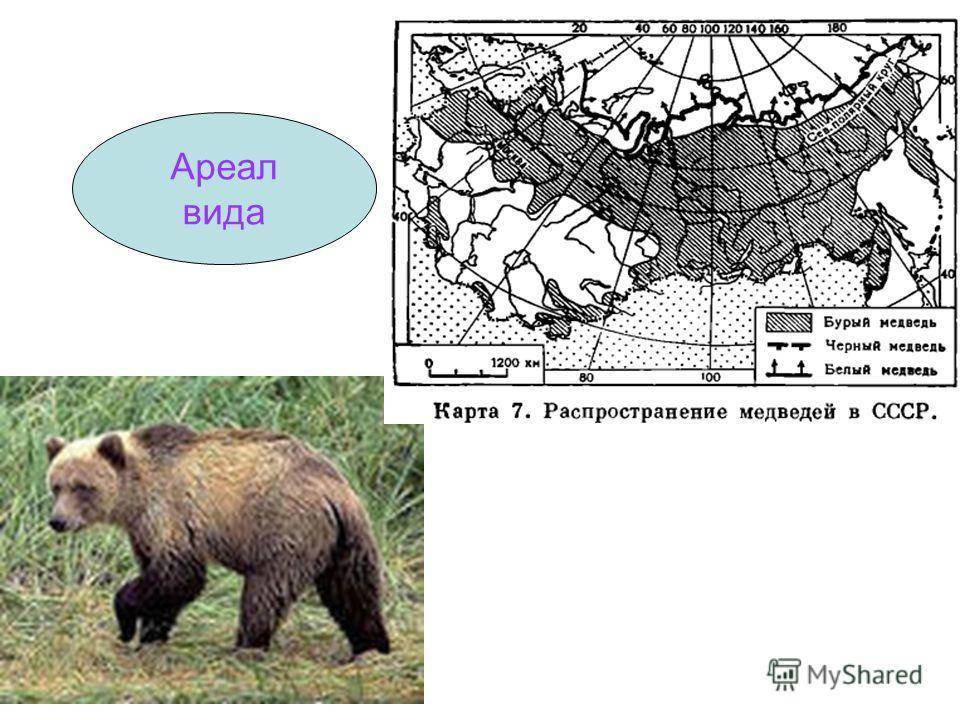 Что может быть причиной изменения площади ареала. Ареал распространения бурого медведя карта Россия. Ареал обитания бурого медведя. Ареал обитания соболя. Ареал обитания бурого медведя в России.