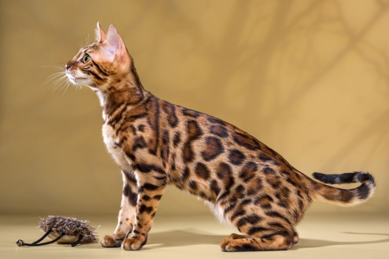 Бенгальская кошка: описание породы, характер, 40 фото, цена котенка