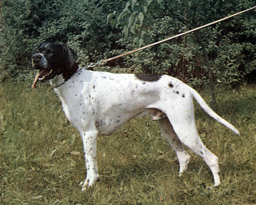 Английский пойнтер – охотничья порода собак
английский пойнтер – охотничья порода собак