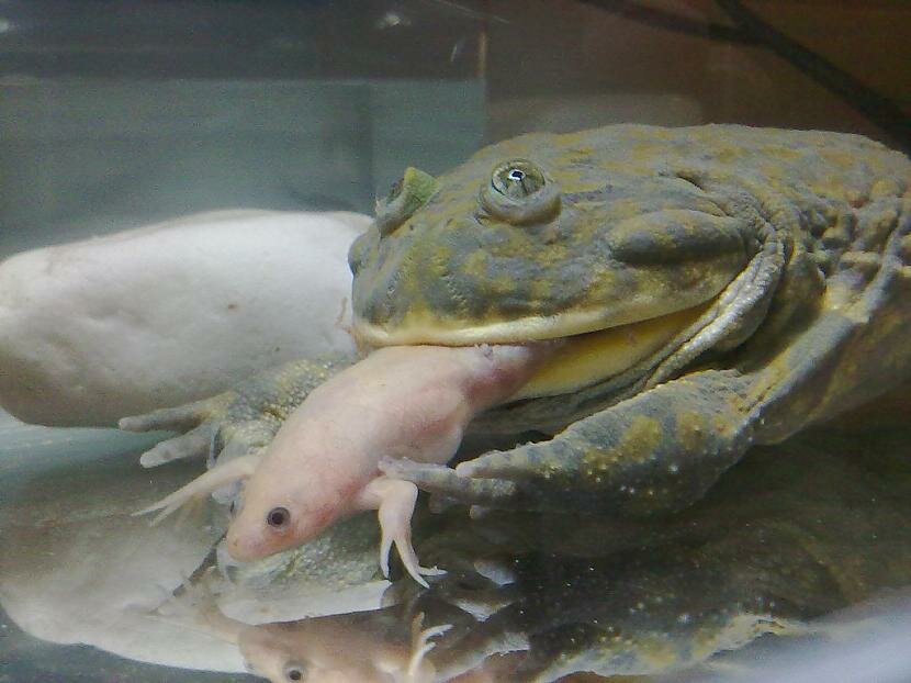 Лягушка баджита (budgett's frog), или щитоспинки (lepidobatrachus)