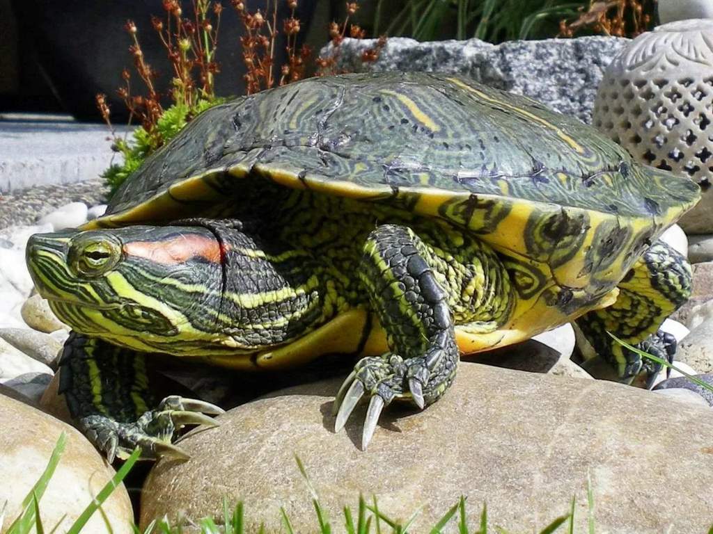 Сколько лет живут красноухие черепахи в домашних условиях