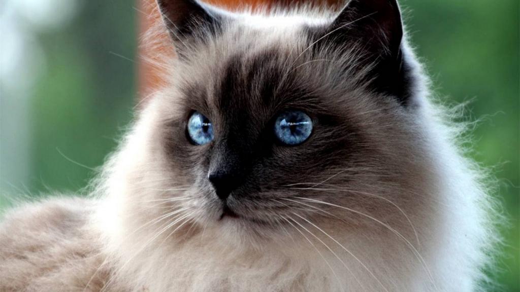 Порода японский бобтейл: особенности внешности и характера, фото кошки и отзывы владельцев кота, уход за питомцем дома