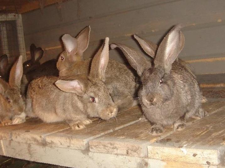 Технология и способы разведения кроликов в домашних условиях на продажу + полезные советы для владельцев кроликоферм