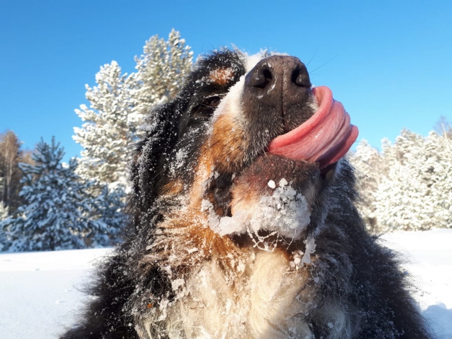 Какие породы собак не боятся морозов