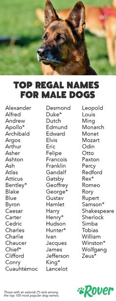 Клички для собак девочек: полный список имен для собак от а до я