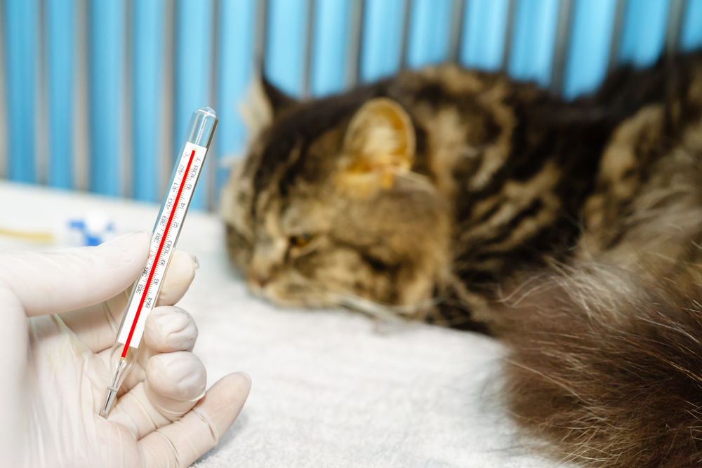 Повышенная температура у кошек