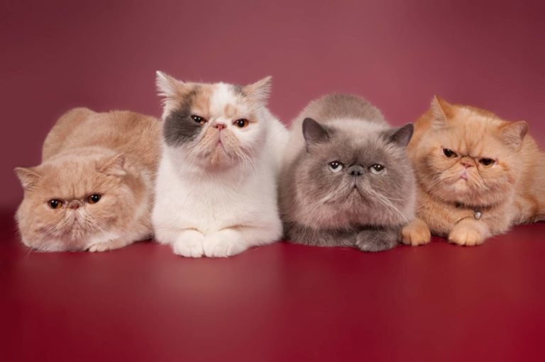 Персидский кот – особенности и фото рыжих и белых котят