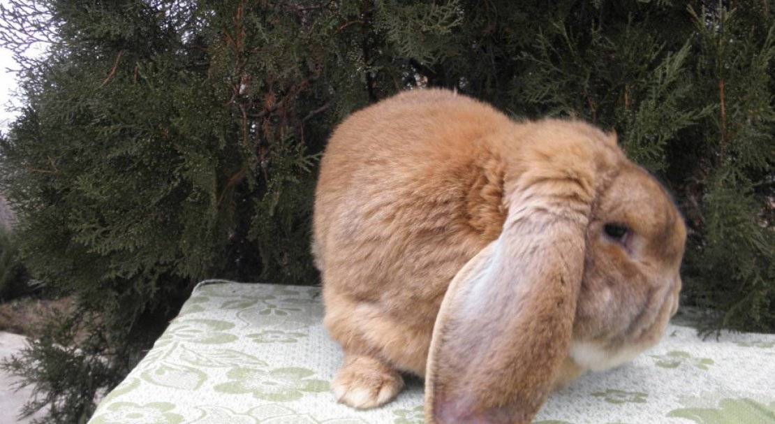 Кролик баран (37 фото): описание вислоухих декоративных, карликовых и других видов кроликов породы баран. сколько лет они живут? особенности ухода