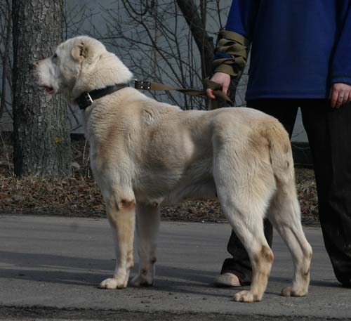 Породы волкодавов с фотографиями и названиями