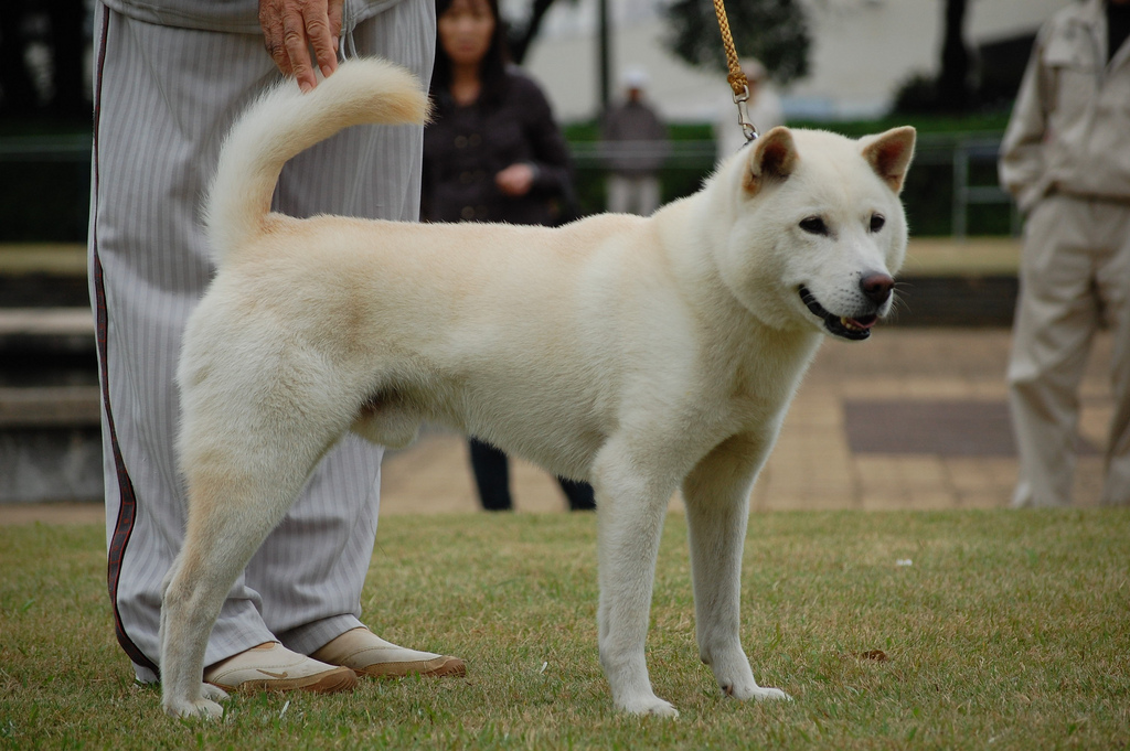 Японский хин собака. описание, особенности, уход и цена японского хина