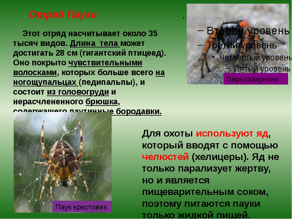 Птицеед брахипельма альбопилосум, линька домашнего паука, купить брахипельма альбопилосум