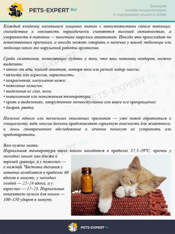 Панлейкопения у кошек или кошачья чумка