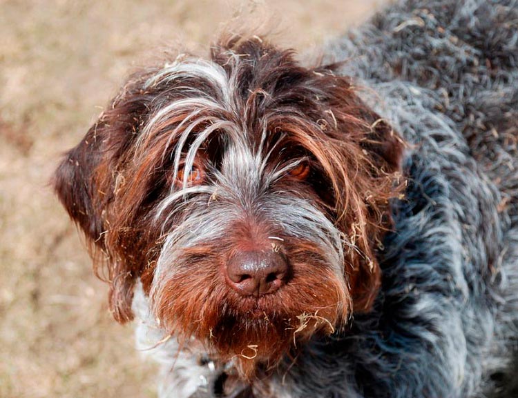 Брюссельский гриффон: описание породы, характер собаки и щенка, фото, цена
