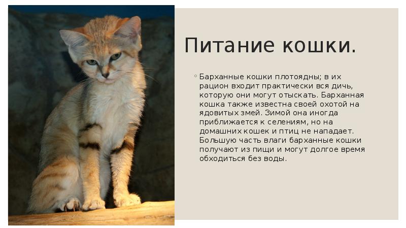 Барханный кот (арабская песчаная кошка): описание породы