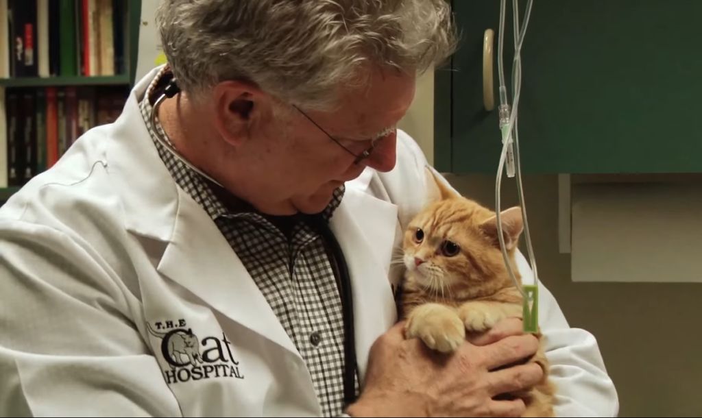 Распространенные болезни кошек с фото: симптомы и лечение, последствия и профилактика, заболевания котят и пожилых особей