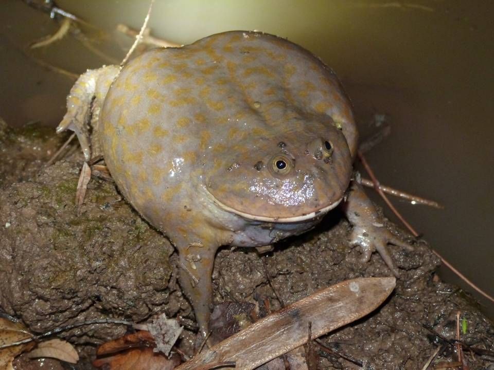 Лягушка баджита (budgett's frog), или щитоспинки (lepidobatrachus)