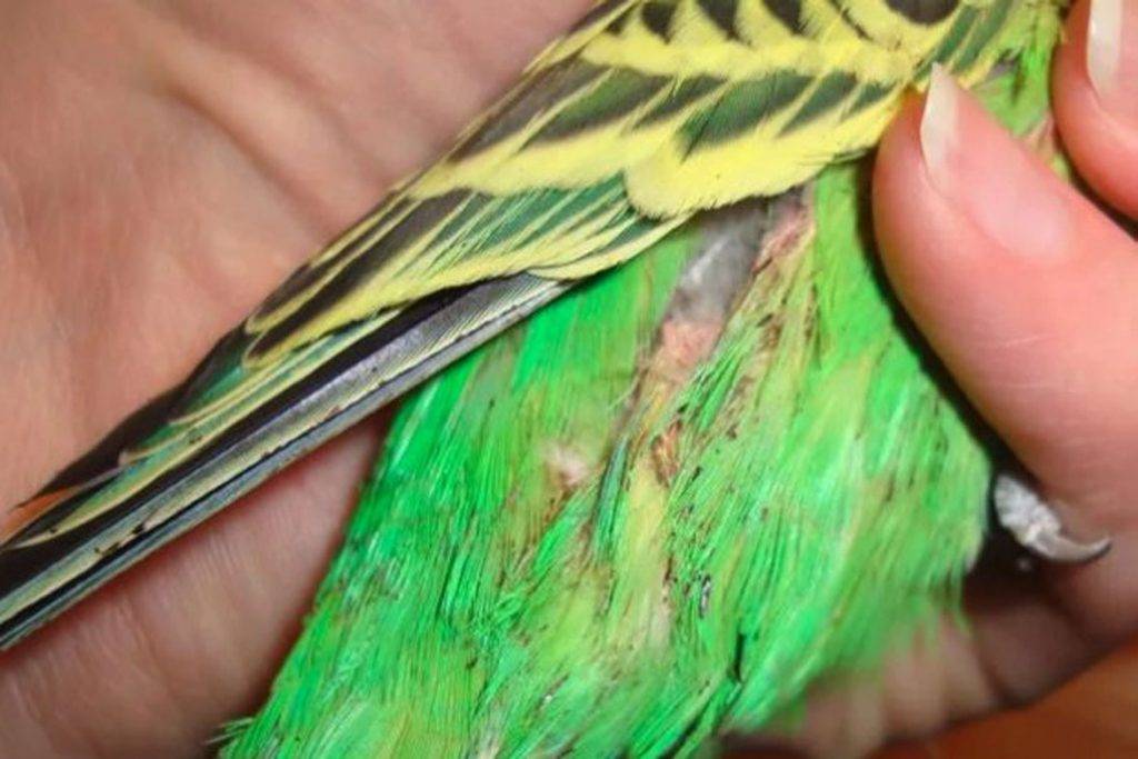 Разновидности клещей у волнистого попугая, симптомы и методы лечения