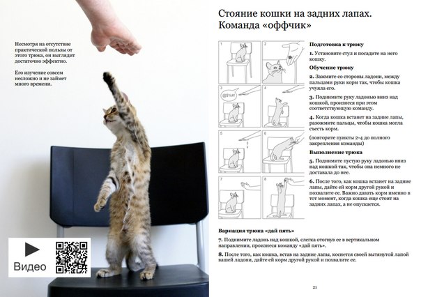 Разведение породистых кошек - пошаговый план от выбора породы до продажи котят – лайфхакер