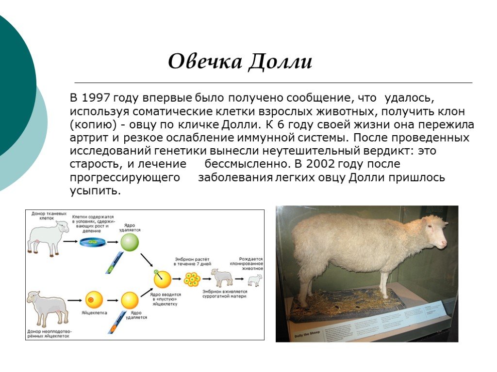 Клонирование домашних животных: история и научные примеры