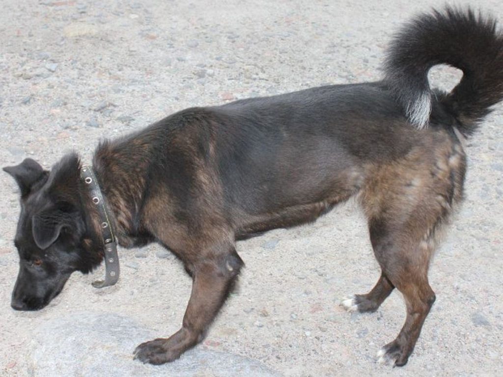 Слабые задние лапы у собаки - что делать? | блог ветклиники "беланта"