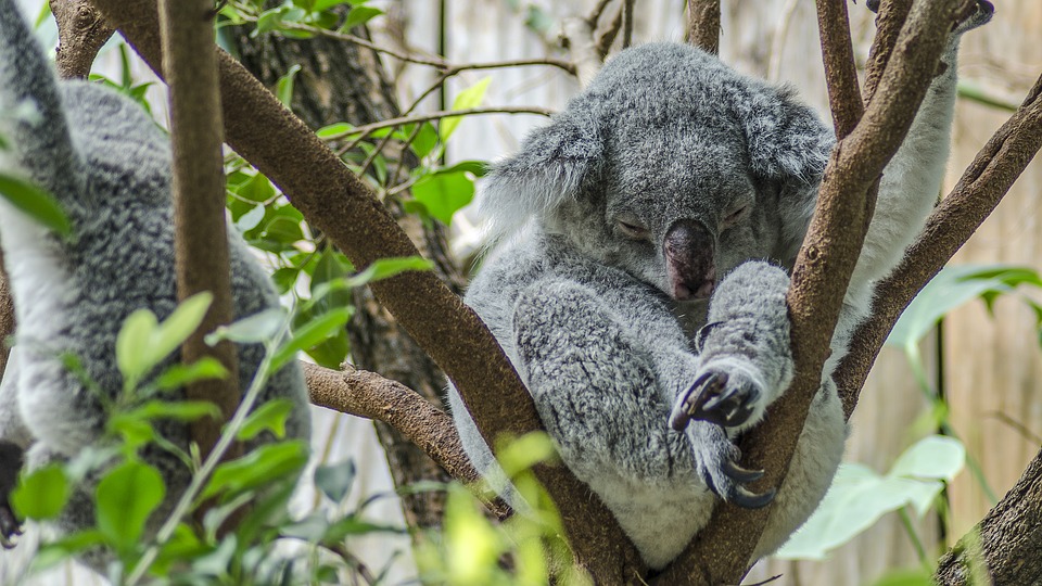 Домашняя коала | vilingstore