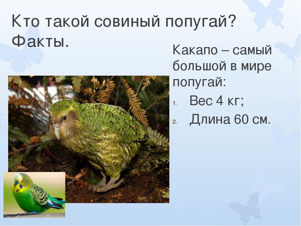 13 интересных фактов про попугаев