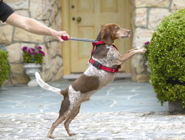 Собака тянет поводок: как отучить щенка тянуть поводок на прогулке? что делать, если он грызет поводок?
