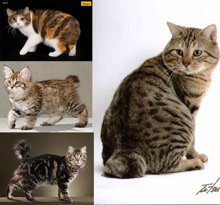 Окрасы кошек (цвет и рисунки на шерсти кощачьих)