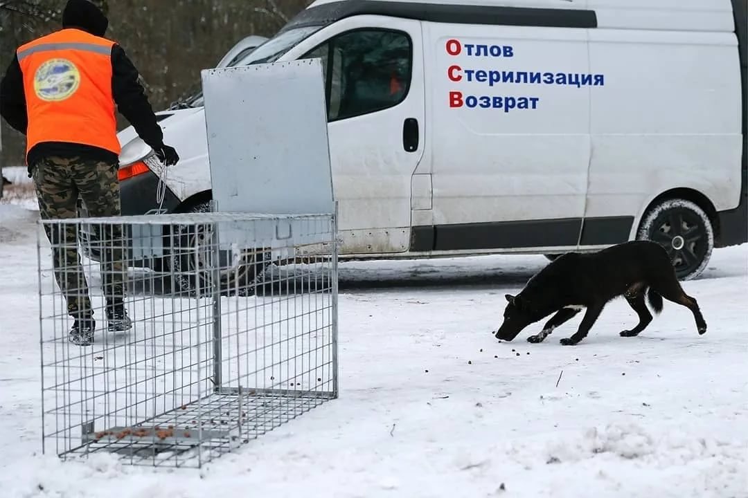 «мы не наделены никакими правами». как работает закон об ответственном обращении с животными — на примере кирова · «7x7» горизонтальная россия