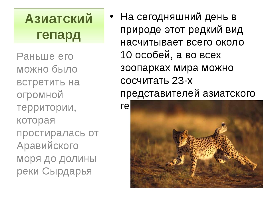 Манул: фото и описание дикой кошки, особенности питания, среда обитания