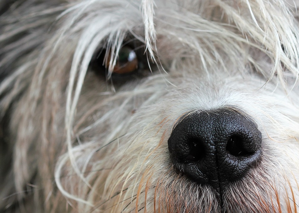 ᐉ собаки у которых выпадают глаза фото - zoomanji.ru