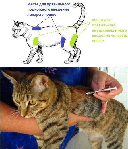 Глобфел-4 для кошек: инструкция по применению, цена сыворотки, дозировка