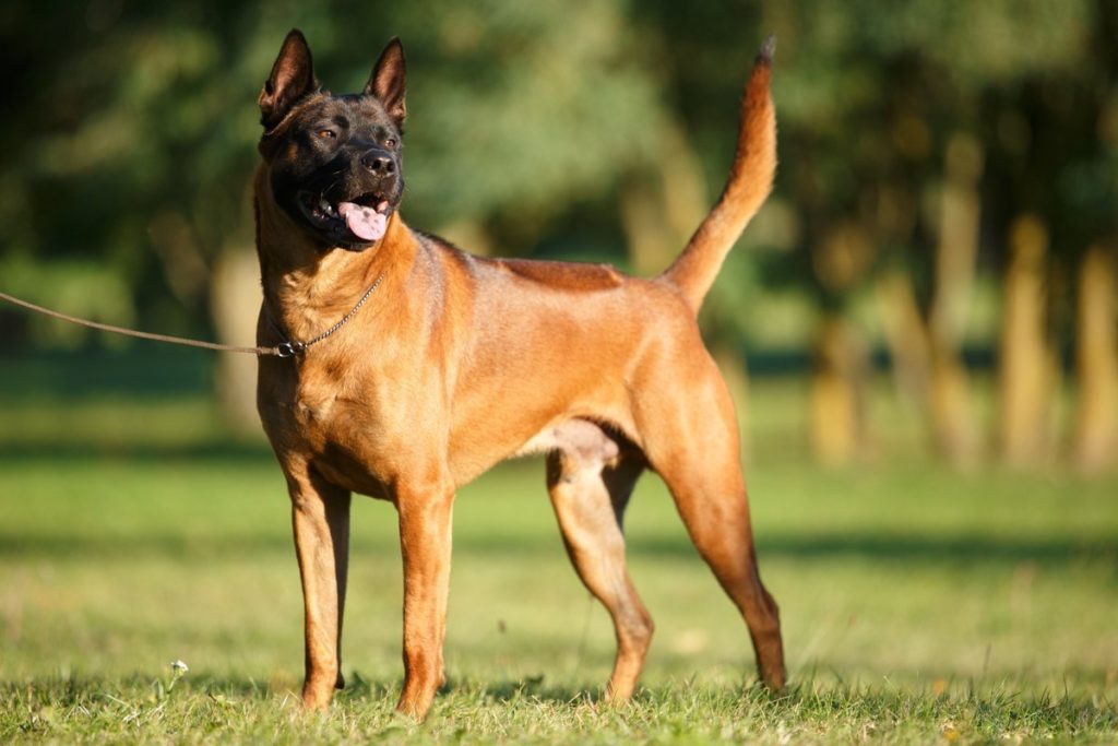 Характеристика собак породы тайский риджбек с отзывами и фото