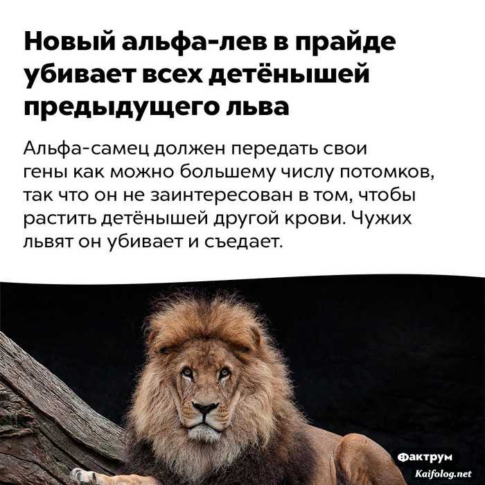 Факты о львах для детей. что едят львы. где живут львы