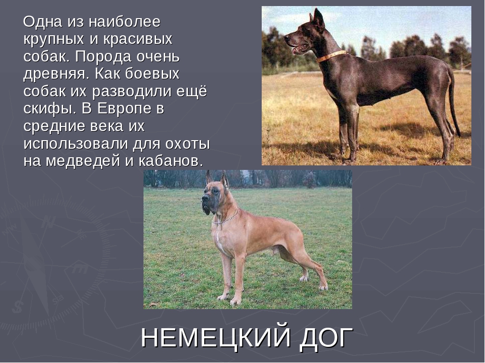 Описание породы собак немецкий дог с отзывами владельцев и фото