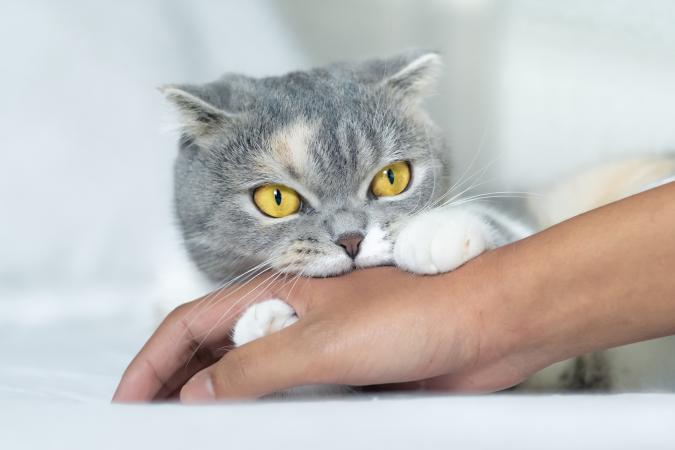 Почему кот кусается без причины