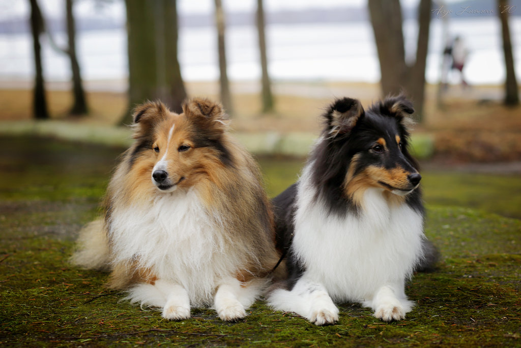Собака породы шелти: описание характера, особенности собаки, нюансы воспитания и дрессировки