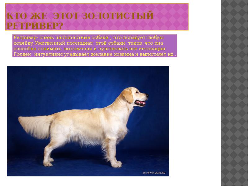 Золотистый ретривер (голден ретривер): факты о собаке, фото, плюсы и минусы, содержание в квартире, цена породы