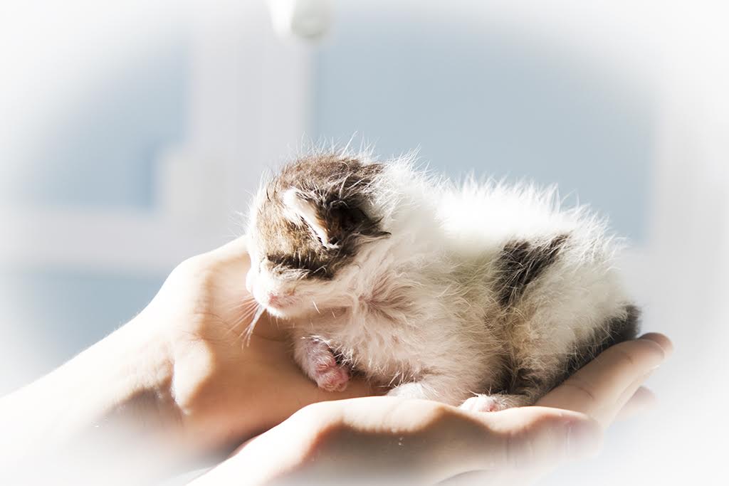 К чему снится кошка женщине во сне: выбор сонника, значение и толкование сна - tolksnov.ru