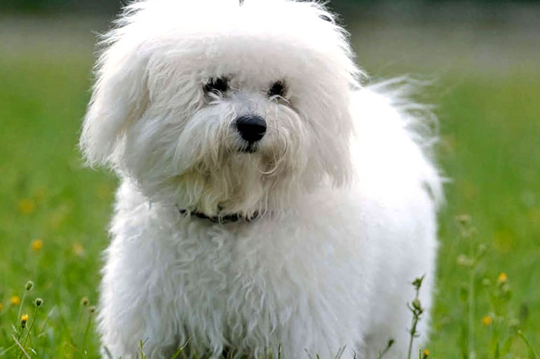 Собака болоньез (итальянская болонка): описание породы, особенности содержания, отзывы :: syl.ru